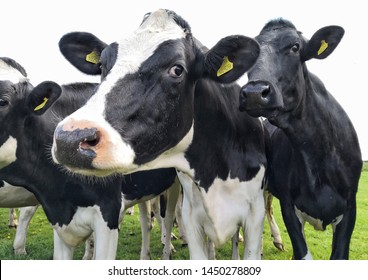 Holstein Friesian cows staring into camera