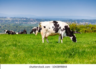 Holstein Friesian dairy cattle at pasture on the South Downs hill in rural Sussex, Southern England, UK