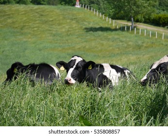 Holstein milk cows laying on green grass