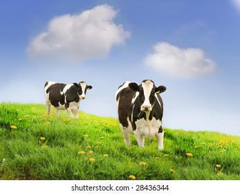  Holstein (USA) oder Friesian (Vereinigtes Königreich, Australien) Kühe in einer schönen Weide. Mehr Kuhbilder im Portfolio.