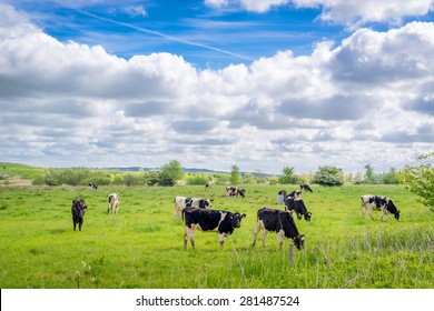 Holstein-Frieser cows on a green field in the summer