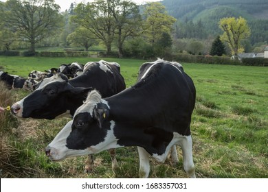 Holstein-Friesian Dairy Cows In Field Near Braithwaite And Thornthwaite Villages In The Lake District, UK.