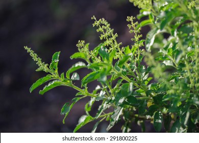 Holy Basil Flower