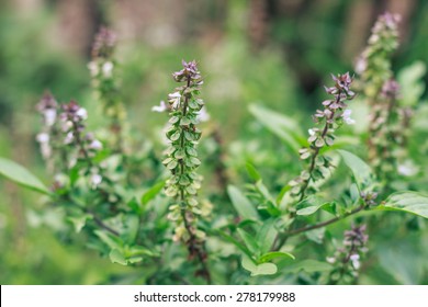 Holy Basil Flowers