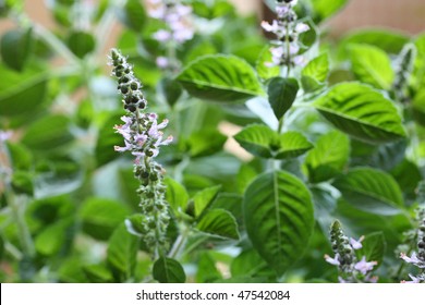 Holy Basil  Flowers