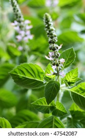 Holy Basil  Flowers