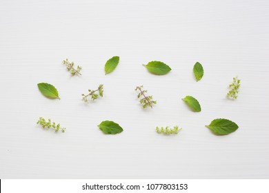 Holy Basil  Isolated On White.