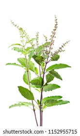 Holy Basil Isolated On White Background