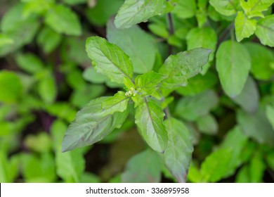 Holy Basil Leaf.