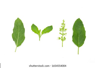 Holy basil leaves and flowers Thai vegetable isolated on white background. green leaf and flower.