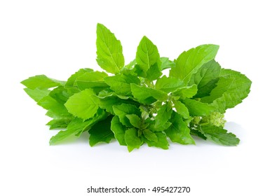 Holy Basil On White Background