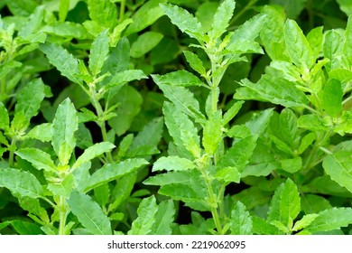 Holy Basil Plant In The Garden