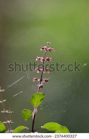 Similar – Image, Stock Photo Illuminated Anigozanthos 2