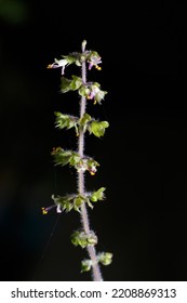 Holy Basil Plant, Holy Basil Leafs