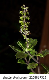 Holy Basil Plant, Holy Basil Leafs