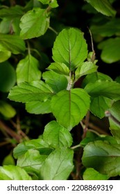 Holy Basil Plant, Holy Basil Leafs