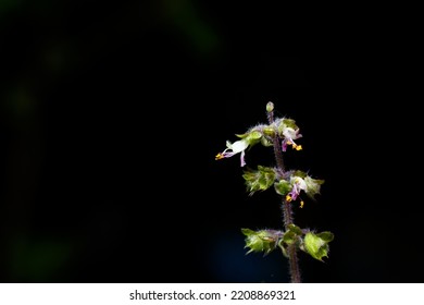 Holy Basil Plant, Holy Basil Leafs