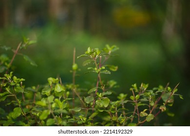 Holy Basil
Plant Natural Background