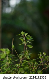 Holy Basil
Plant Natural Background