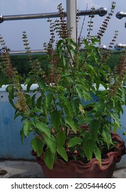 Holy Basil Plant Planted On A Clay Pot.