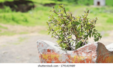 A Holy Basil Plant In A Planter