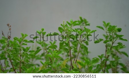 Holy basil, Sacred basil, Ocimum tenuiflorum,Basin at home, Shyama tulsi,Rama tulsi,the queen of herbs,Sacred tree for worshiping deities, plants with a pungent odor Spicy flavor
