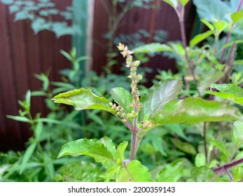 Holy Basil, Sacred Basil Or Tulsi Basil