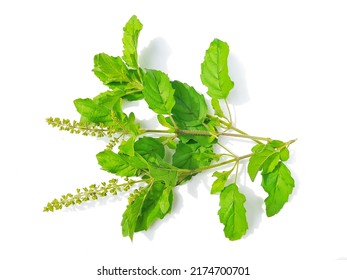 Holy Basil Or Tulsi Leaf Isolated On White Background