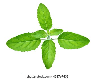 Holy Basil Or Tulsi Leaf Isolated On White Background