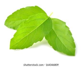 Holy Basil Or Tulsi Leaves Isolated Over White Background