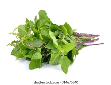 Holy Basil Or Tulsi Leaves Isolated On White Background