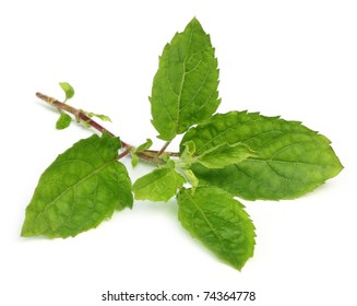 Holy Basil Or Tulsi Leaves Isolated Over White Background