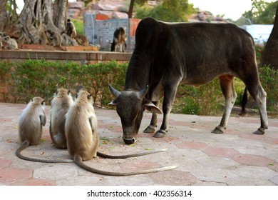 Holy cow eating food with the langurs monkey, India
