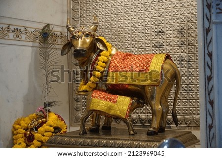 Holy cow statue at Gau Ghat in delhi city in India