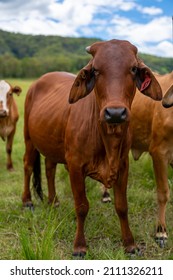 Holy Cow! Taken In The Sunshine Coast Hinterland 