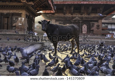Holy cows and pigeons in Durbar Square, Kathmandu,Nepal
