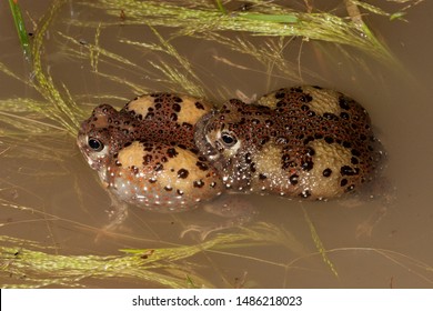 Holy Cross Frogs In Amplexus 