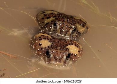 Holy Cross Frogs In Amplexus