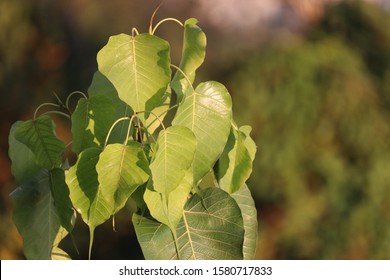 
Holy Fig Tree Or Peepul Tree, Assam