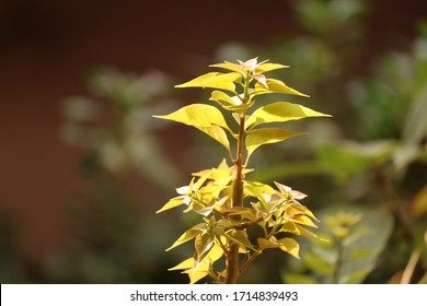 
Holy Fig Tree Or Peepul Tree, Assam, Stock Image