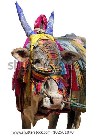 Holy indian cow decorated with colorful cloth and jewelry