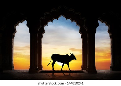 Holy Indian cow silhouette in old temple arch at dramatic orange sunset sky background