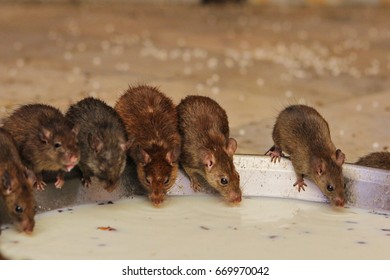 Holy Rats In Karni Mata Temple