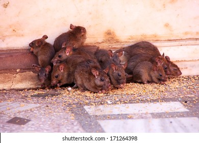 Holy Rats Running Around Karni Mata Temple, Deshnok, Rajasthan, India