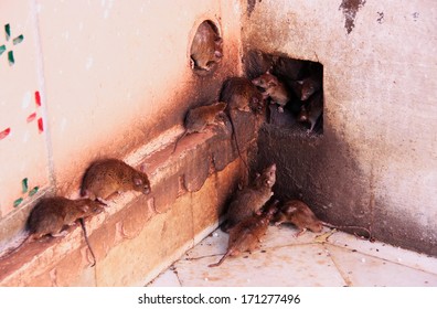 Holy Rats Running Around Karni Mata Temple, Deshnok, Rajasthan, India