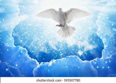 Holy Spirit Bird Flies Blue Sky Stock Photo 331251911 | Shutterstock