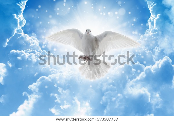 Holy Spirit Bird Flies Skies Bright Nature Stock Image