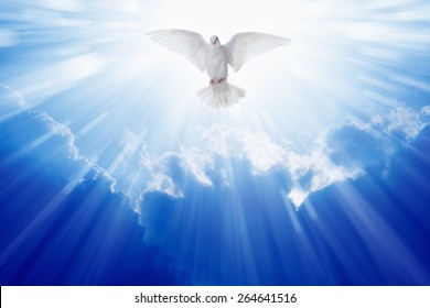 Holy spirit dove flies in blue sky, bright light shines from heaven, christian symbol - Shutterstock ID 264641516