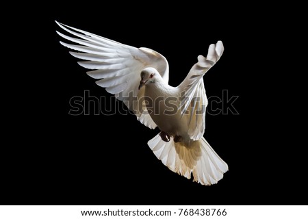 holy white bird in flight , white dove, flight