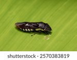 Homalodisca ichthyocephala, Insect genus of sharpshooters in the family Cicadellidae. Refugio de Vida Silvestre Cano Negro, Costa Rica Wildlife